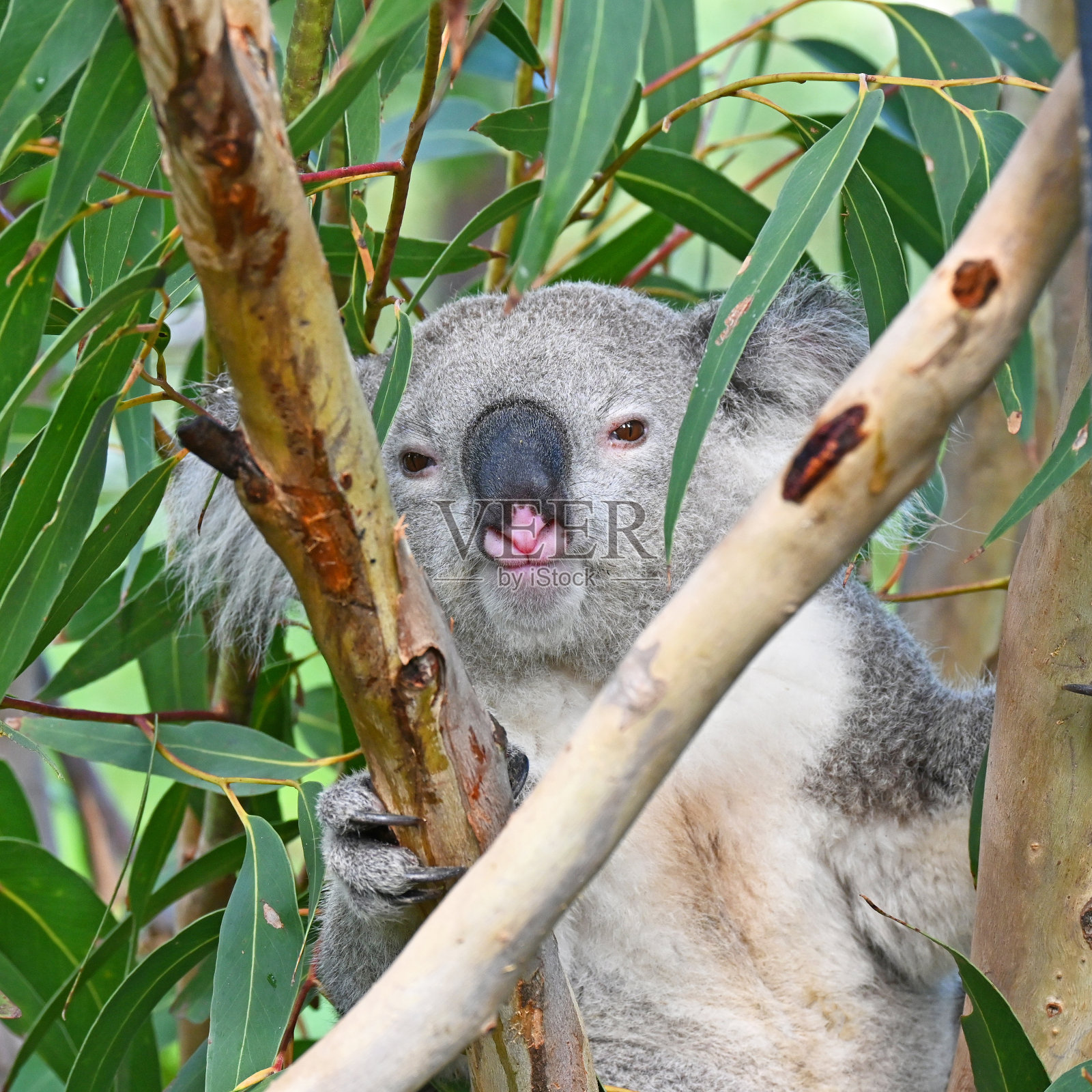 澳大利亚的考拉熊照片摄影图片