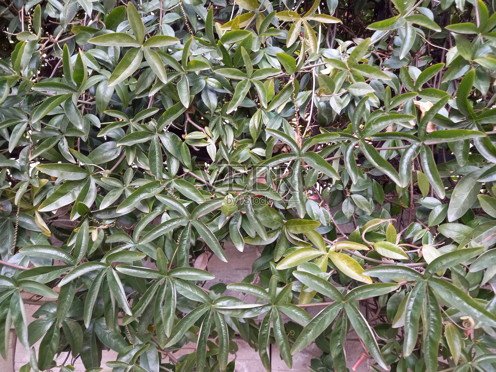 墙上的植物长着绿色的常春藤叶子照片摄影图片