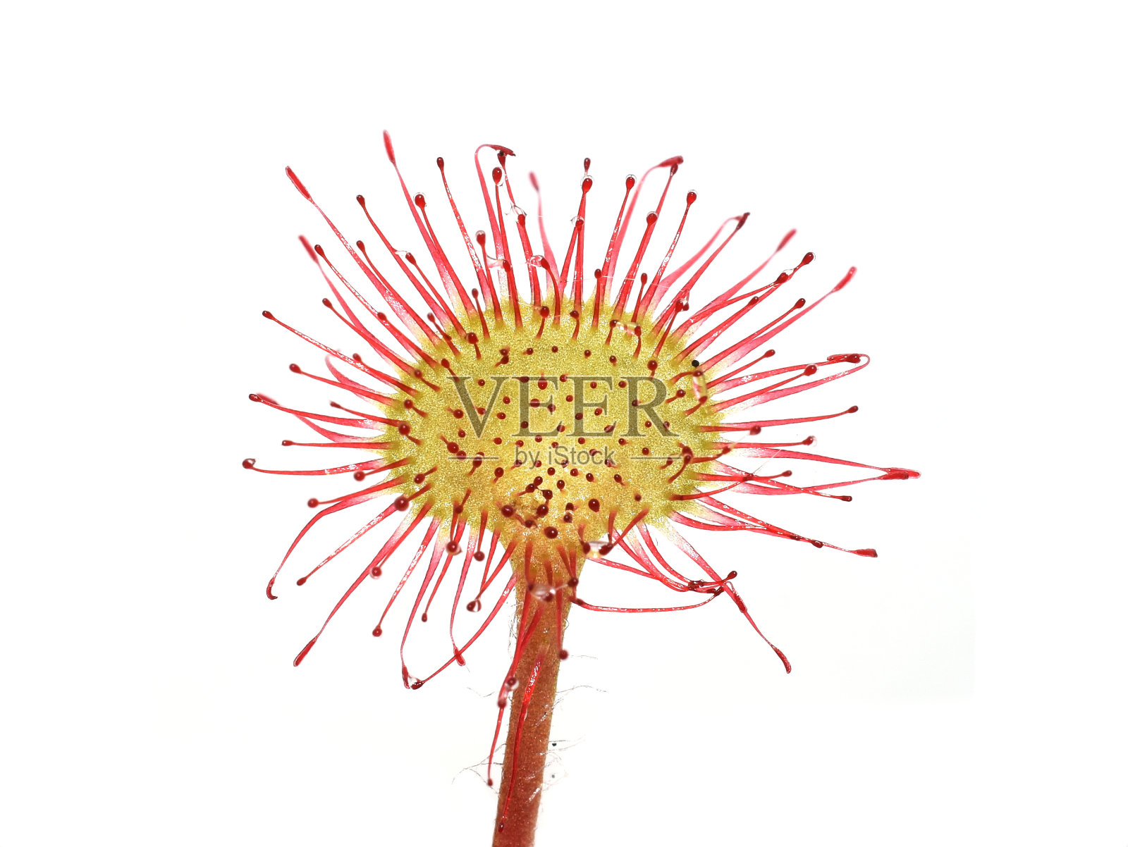 Roundleaved茅膏菜陷阱照片摄影图片