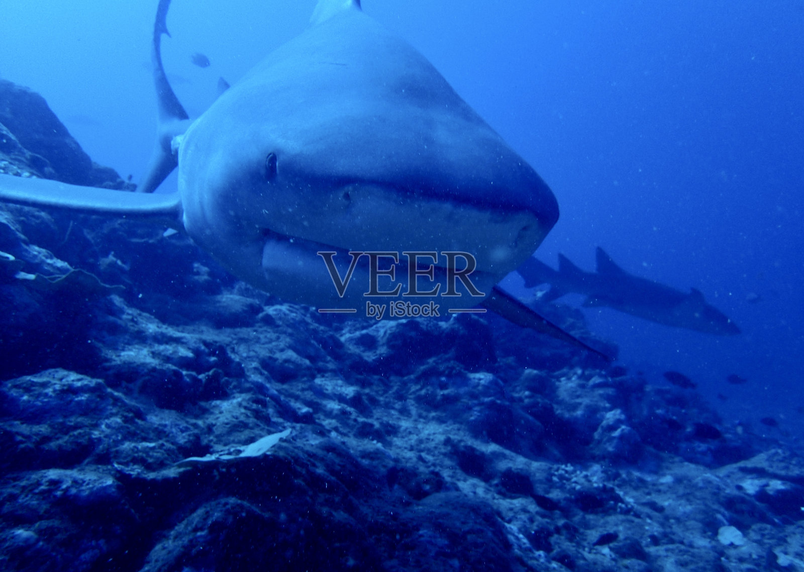 牛鲨照片摄影图片