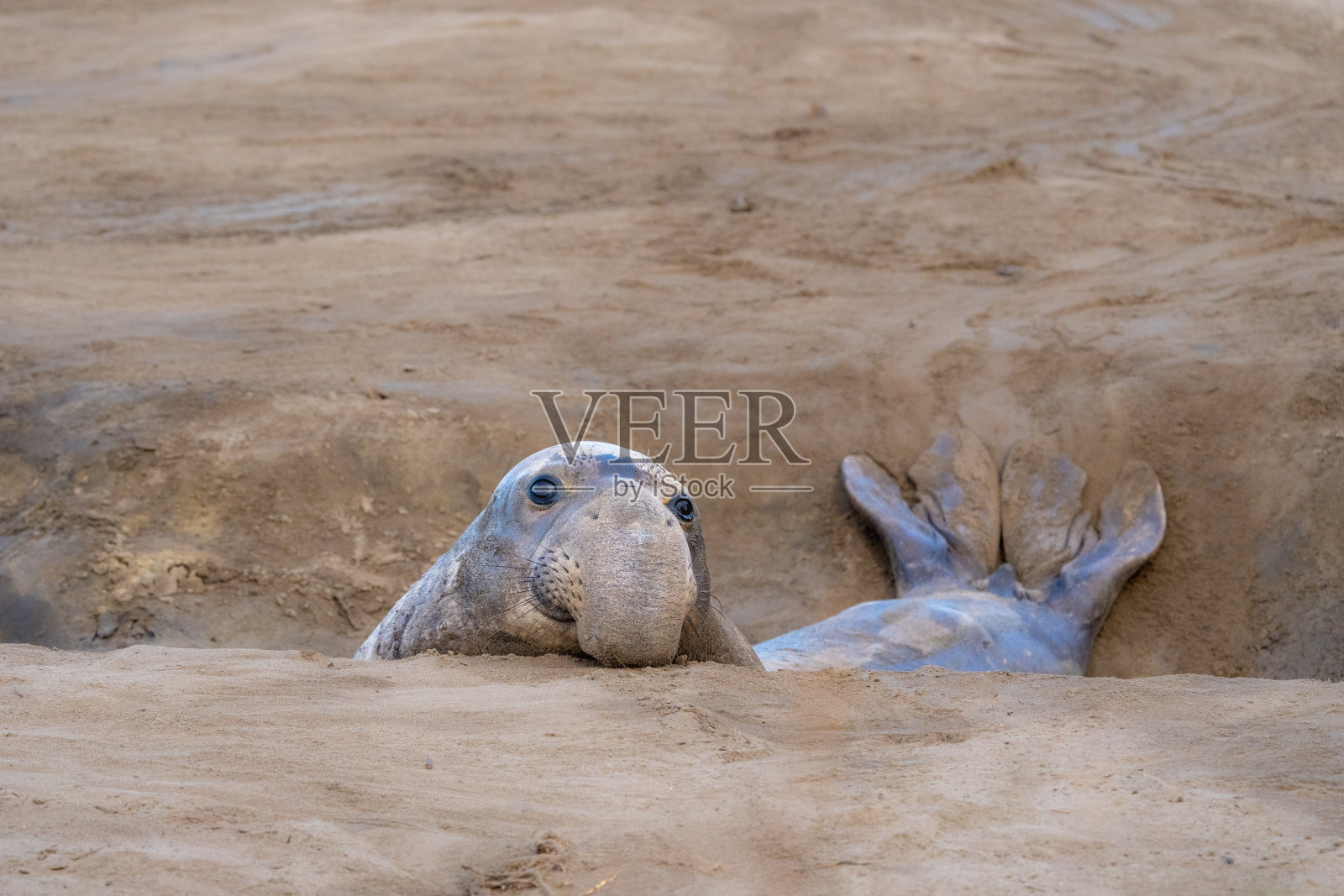海滩上的象海豹照片摄影图片