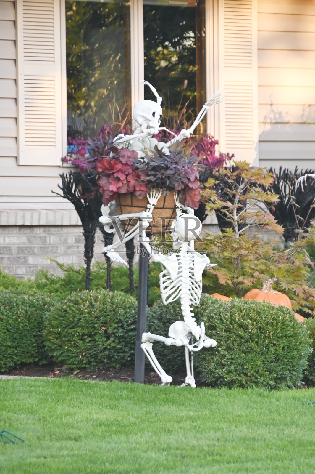 万圣节骷髅展照片摄影图片