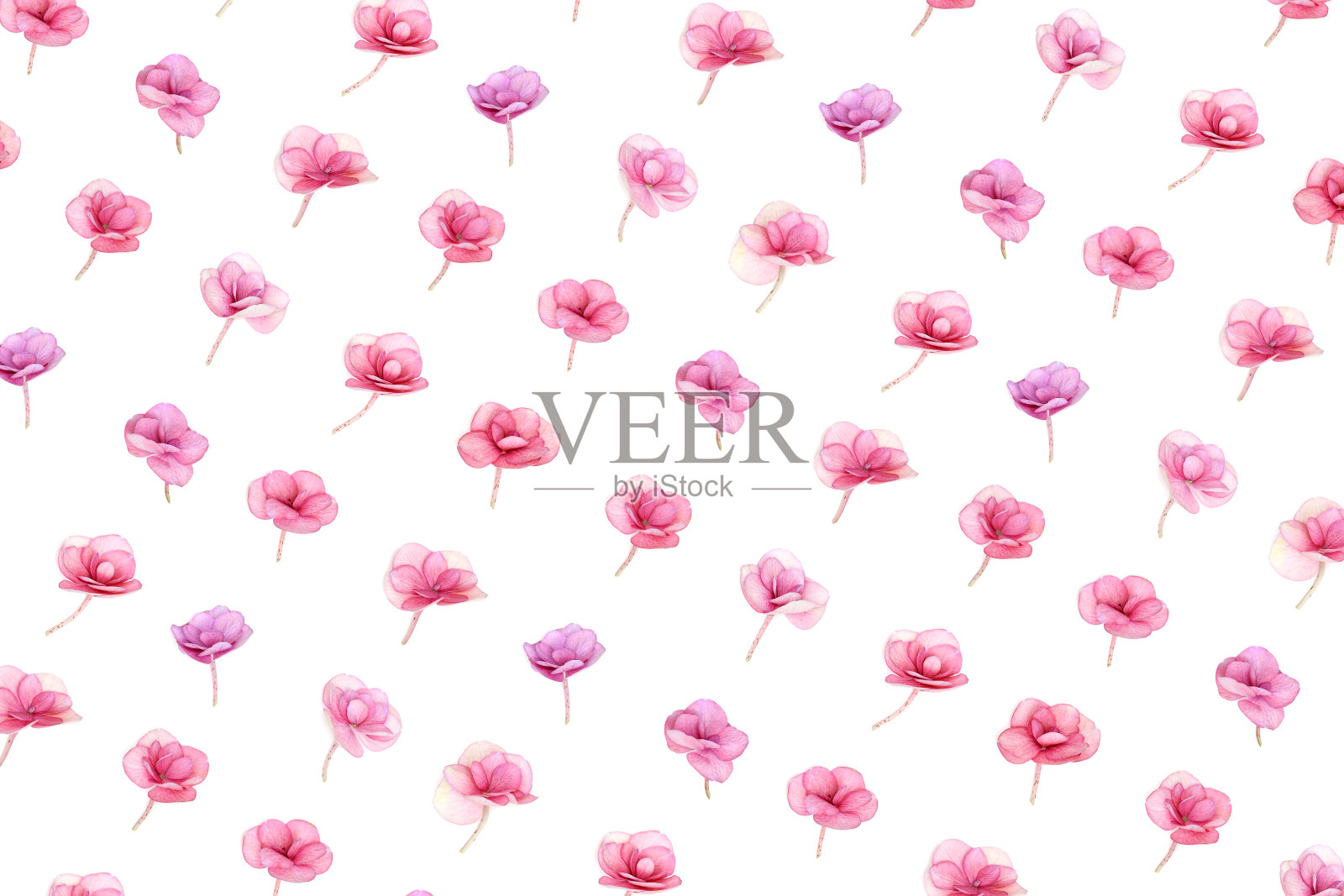 花型图案以天然清新的绣球花、粉红色盛开的花朵为节日平卧，为母亲节、情人节、妇女节。春夏花开印花，自然设计照片摄影图片