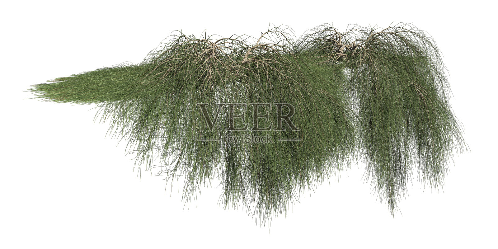 攀援植物匍匐植物孤立在白色背景3d插图照片摄影图片