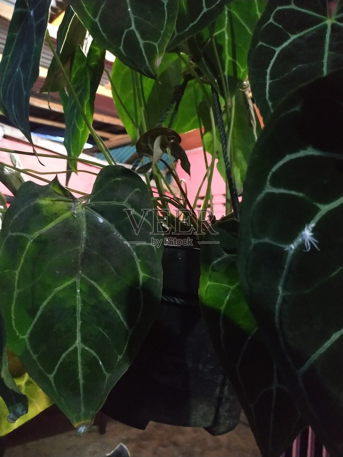 头骨叶照片摄影图片