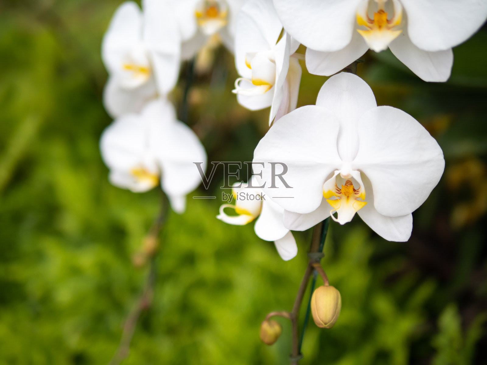 兰花照片摄影图片