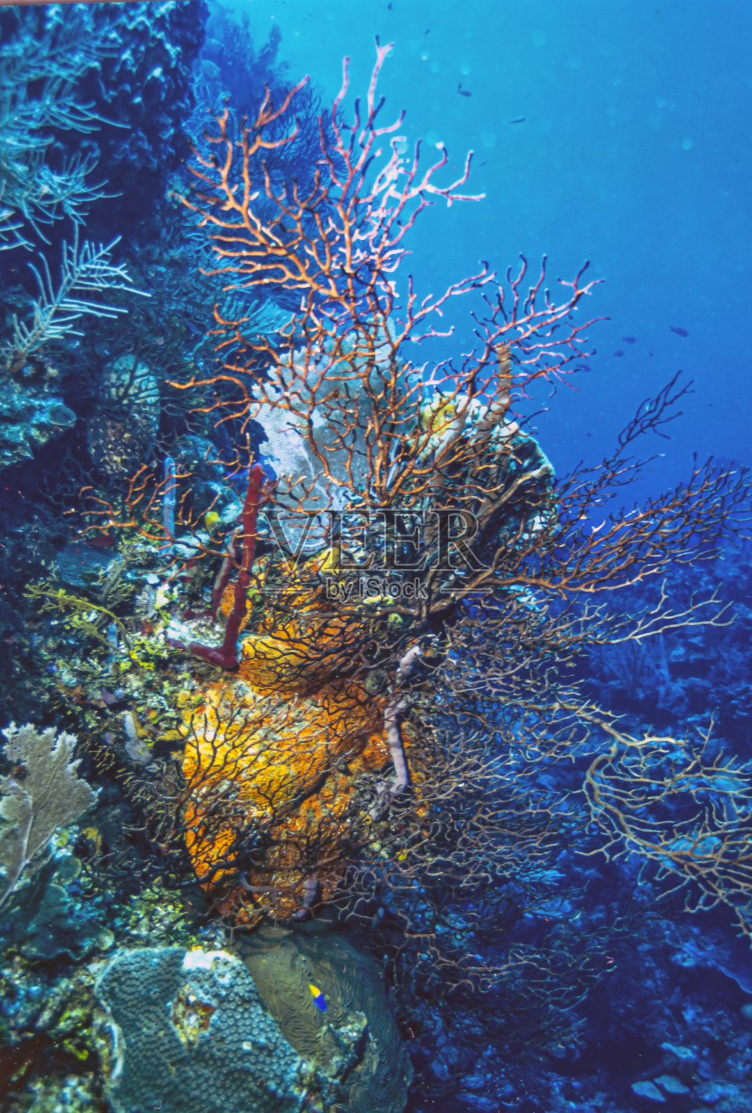 加勒比珊瑚花园，卡约斯科奇诺斯照片摄影图片