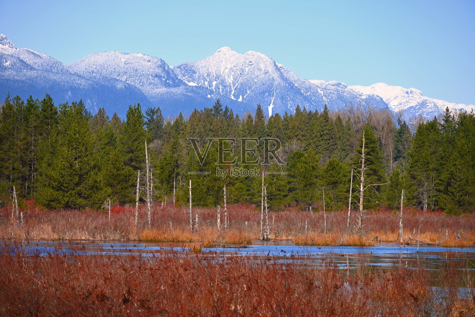 西海岸的雪山高耸在翠绿的森林和红色的草原上照片摄影图片