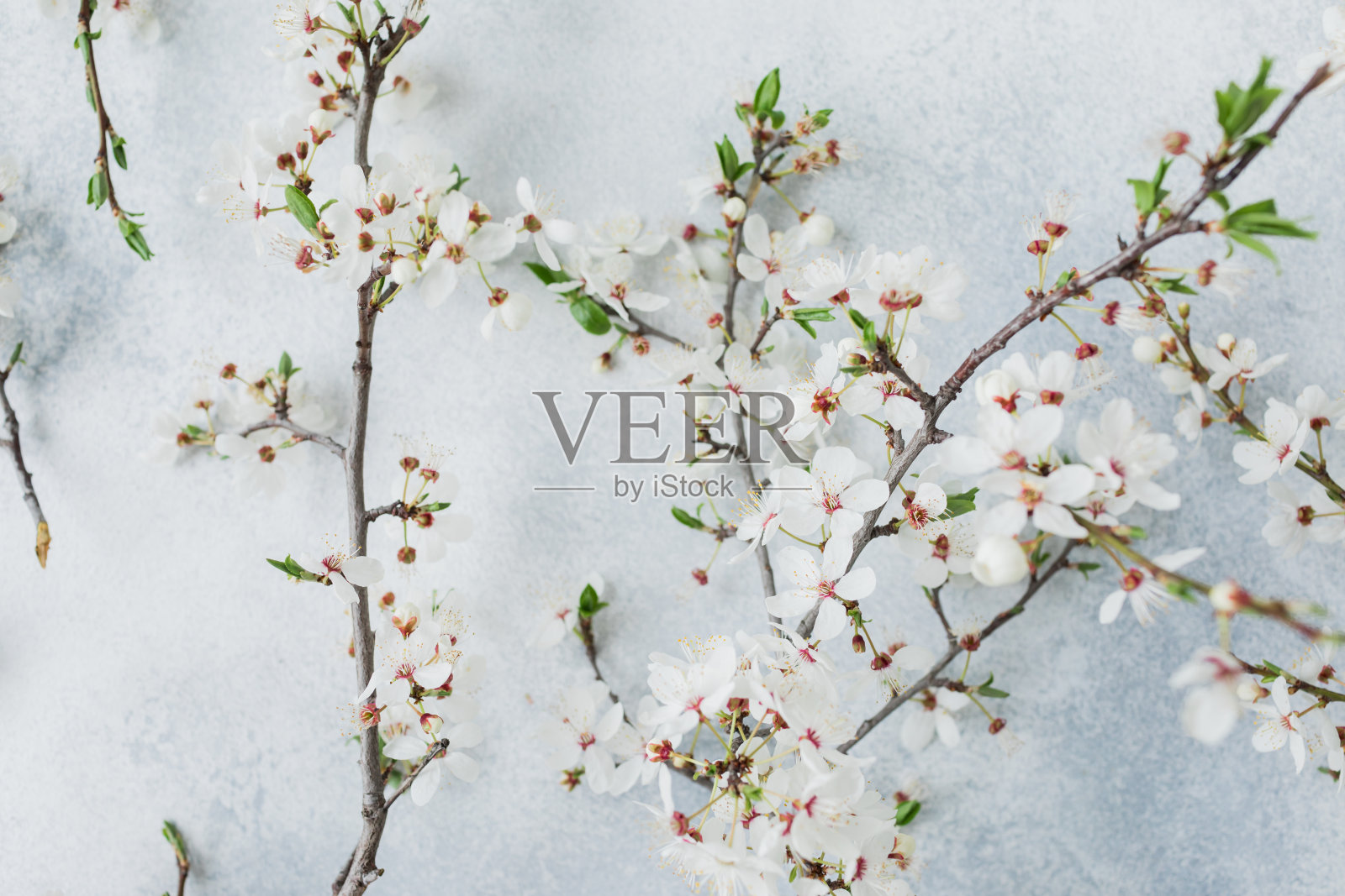 白色的花在灰色的背景上。平躺，俯视图。春天的时代背景。照片摄影图片