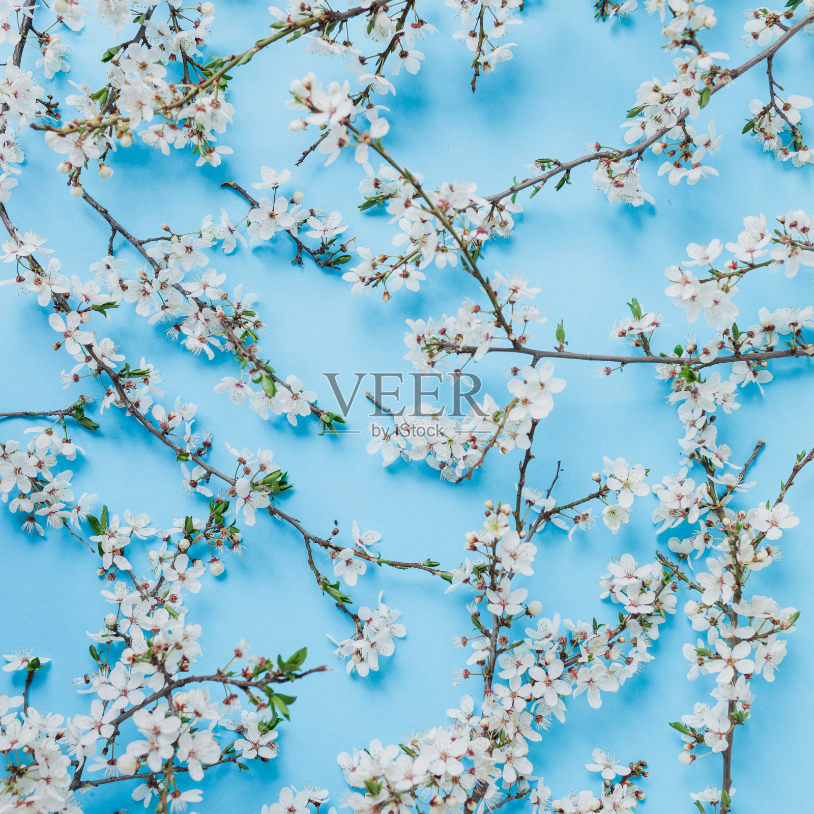 蓝色背景上盛开的花朵。平躺，俯视图。春天的时代背景。照片摄影图片