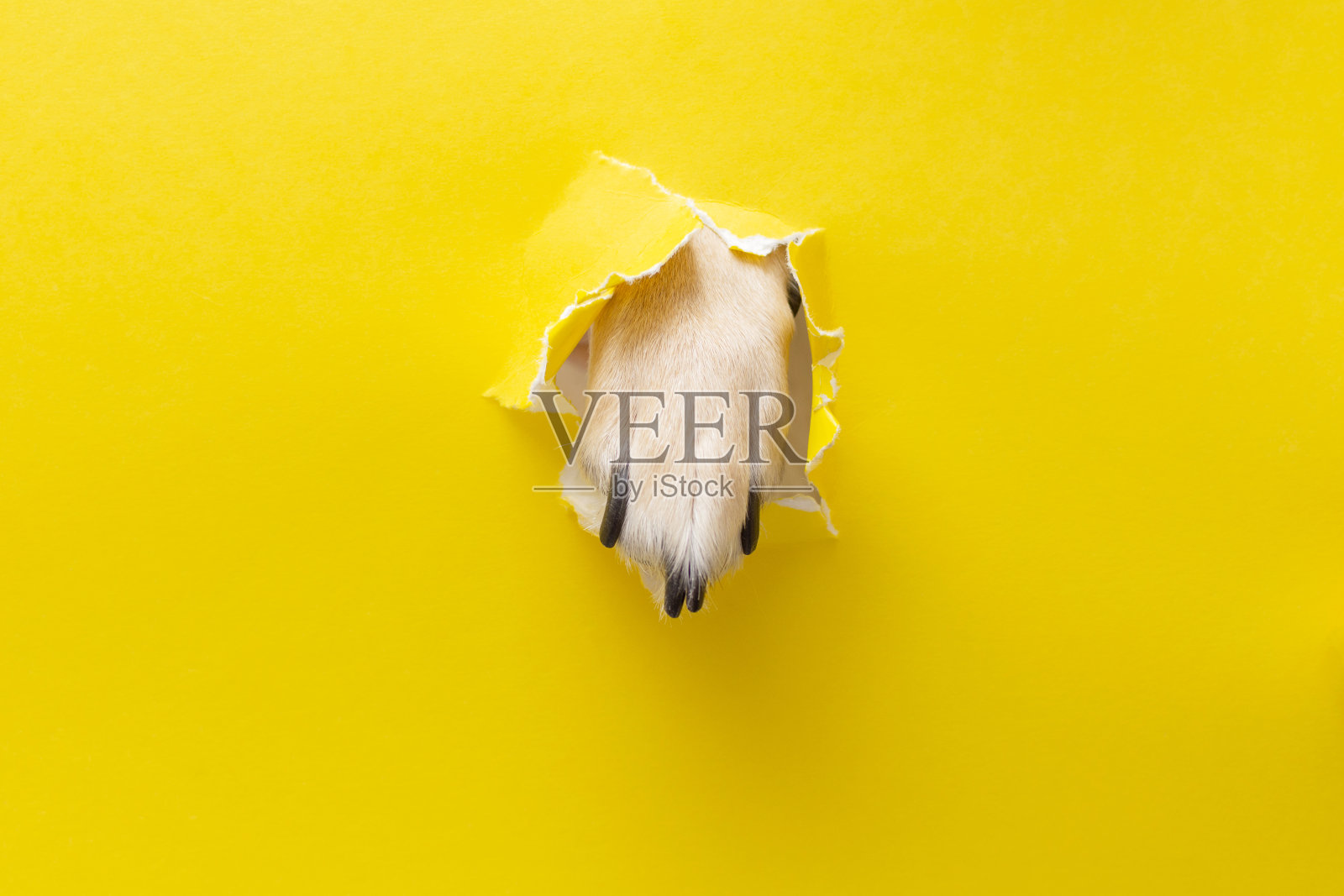 狗爪穿过黄色的背景照片摄影图片