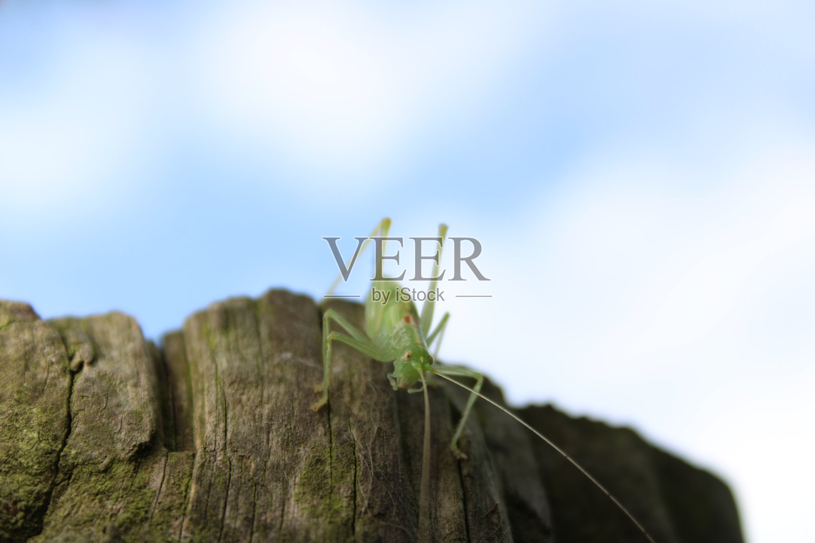 蚱蜢照片摄影图片