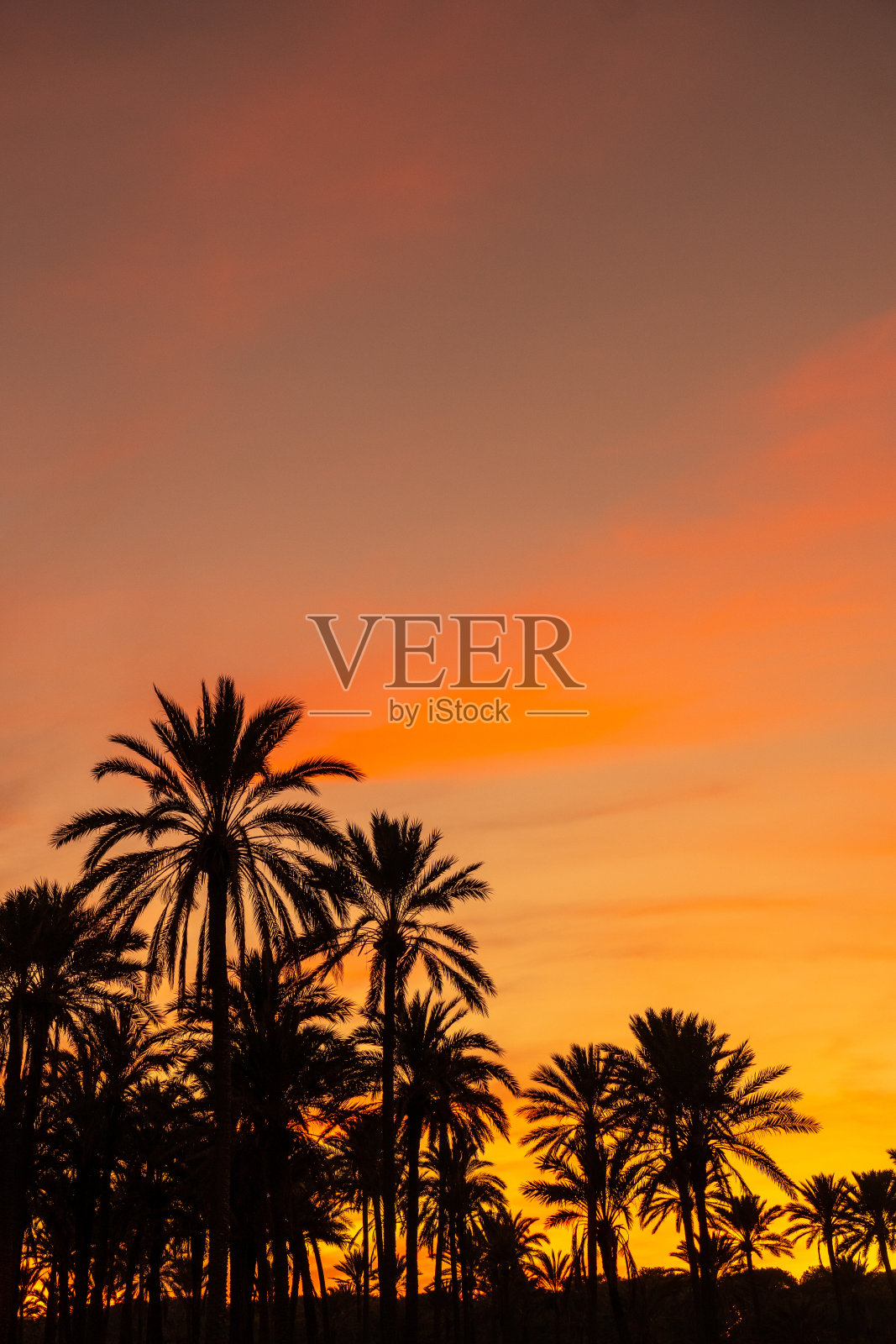 在Cala Ferris的Torrevieja镇的海滩上，棕榈树的剪影映照在橘黄色的夕阳下。科斯塔布兰卡,阿利坎特。西班牙照片摄影图片