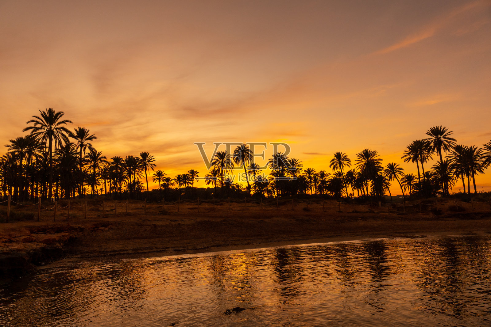 在Torrevieja镇的海边，棕榈树的剪影映照在橘黄色的夕阳下。地中海阿利坎特的白色海岸。西班牙照片摄影图片