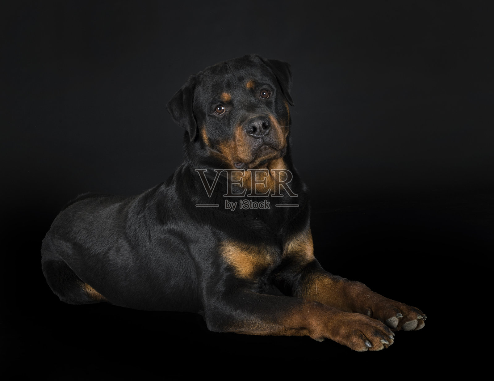 罗特韦尔犬在工作室照片摄影图片