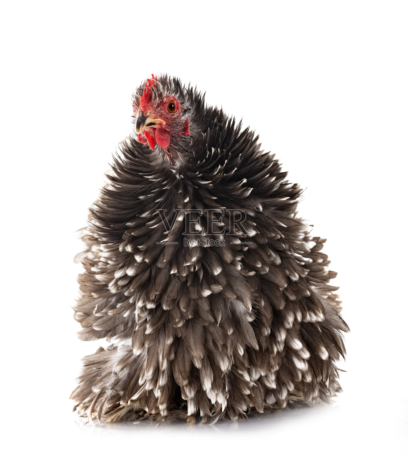 Pekin Bantam在演播室照片摄影图片