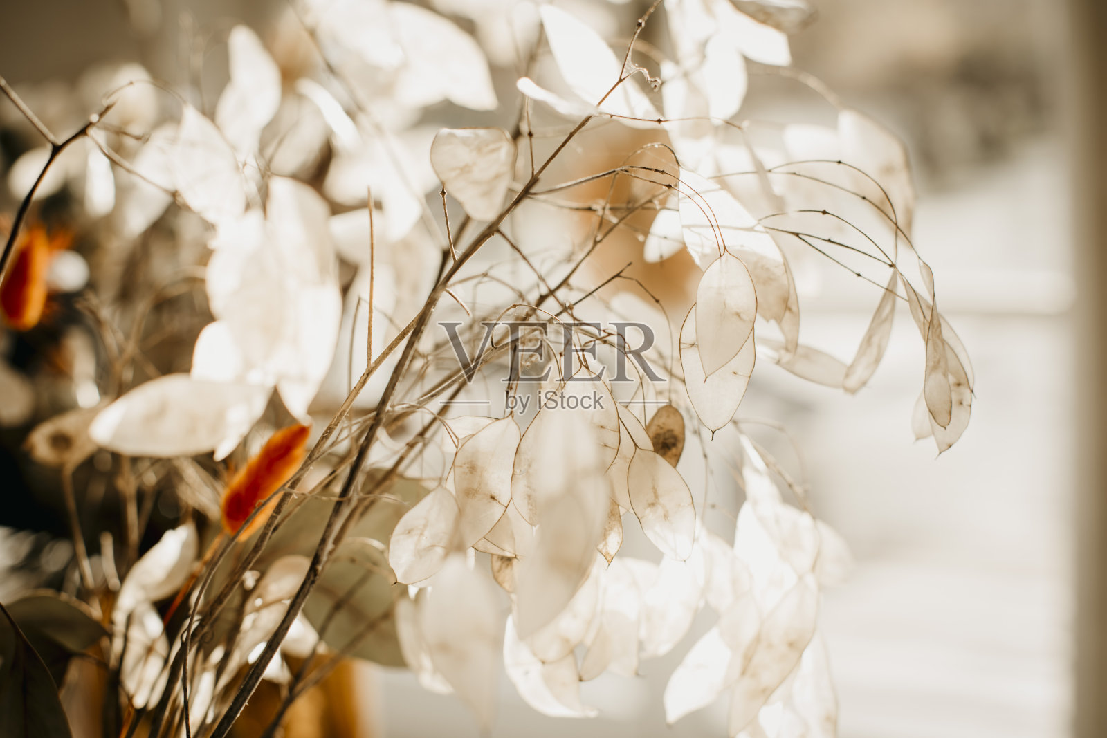 抽象的季节性室内装饰。照片摄影图片