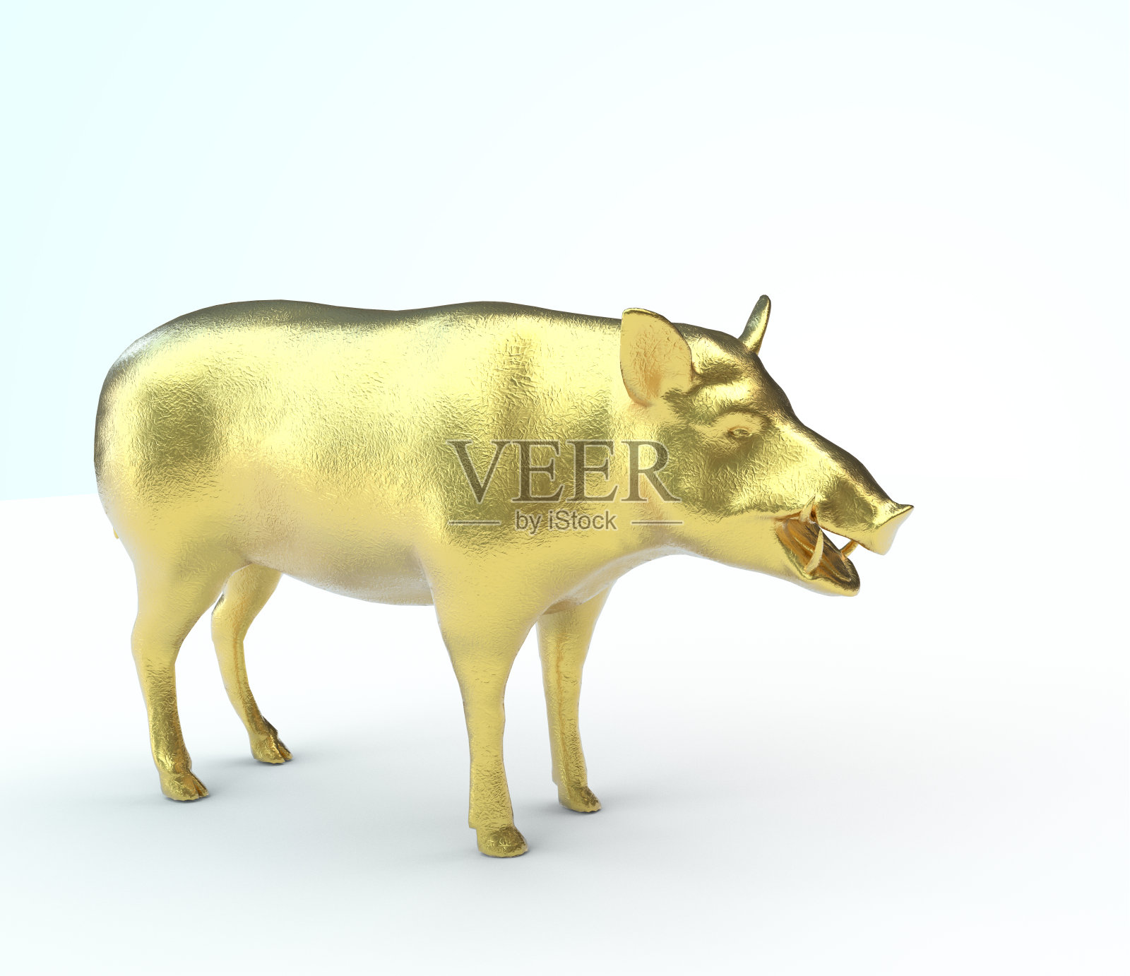 野猪黄金。白色背景。照片摄影图片