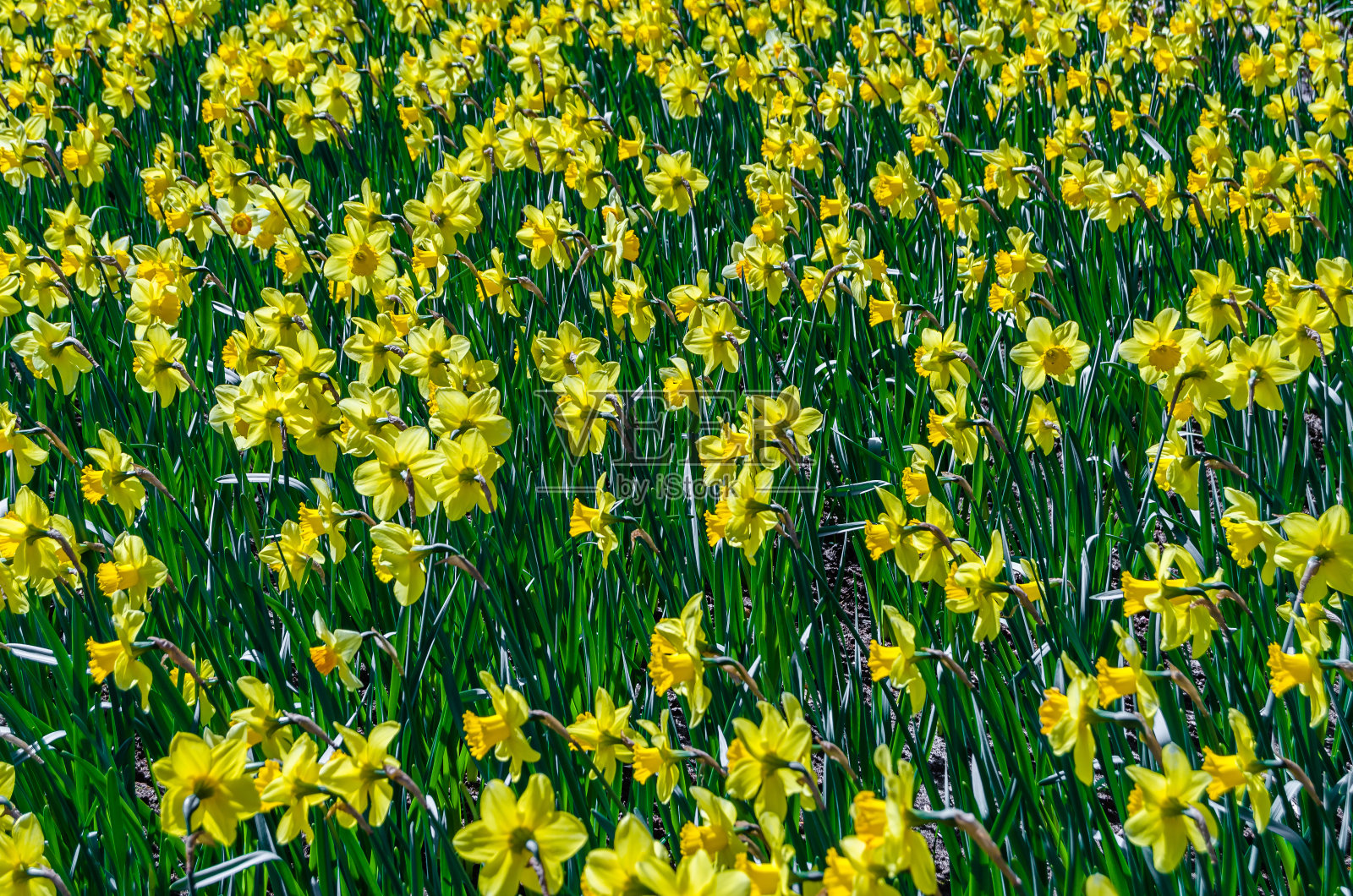 花园里的水仙花照片摄影图片
