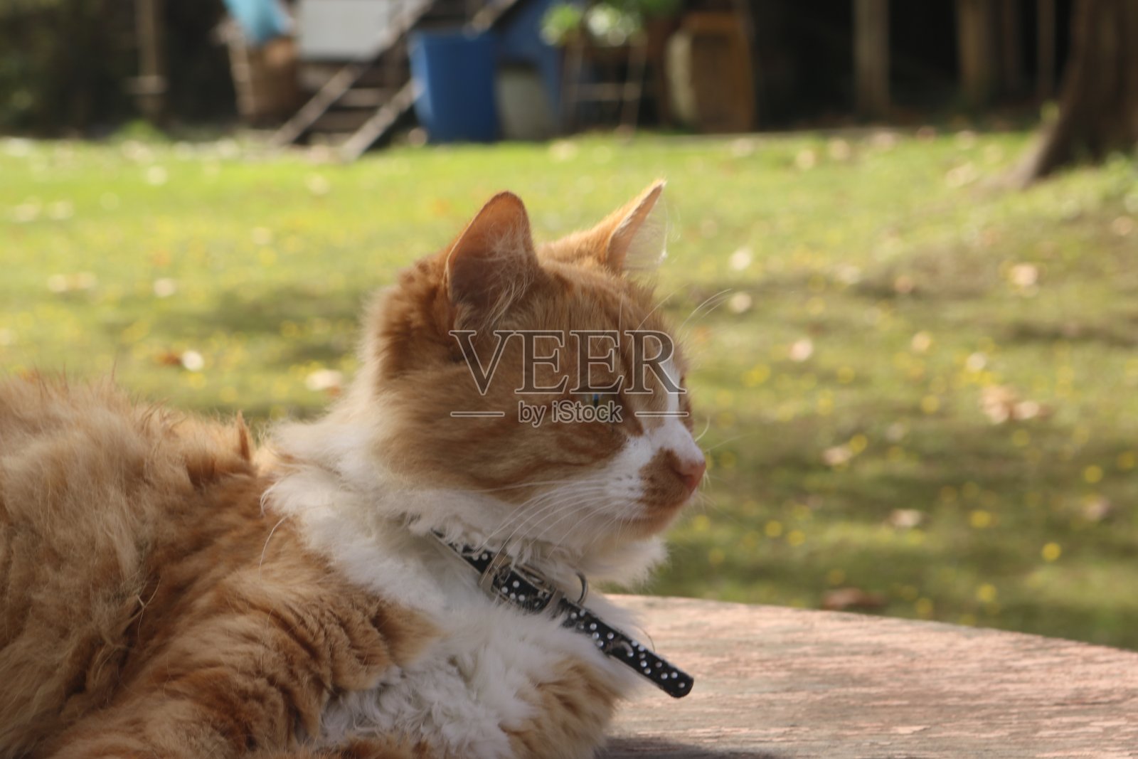 岛上的猫照片摄影图片