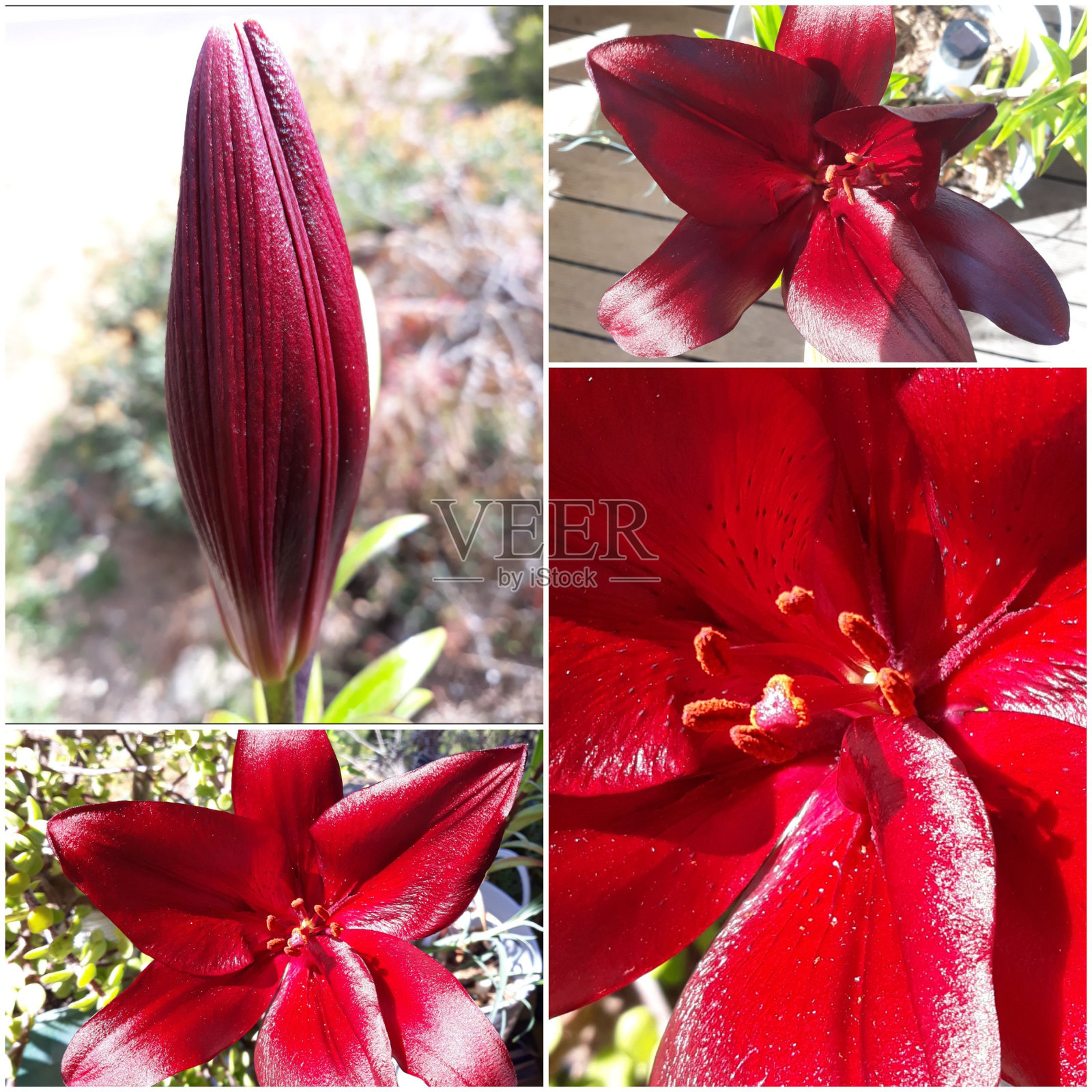 红莉莉丝照片摄影图片