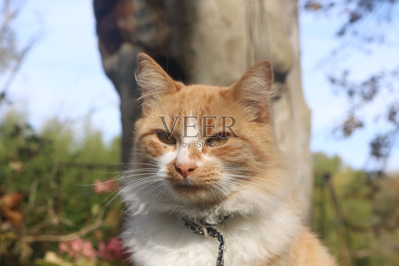 岛上的猫照片摄影图片