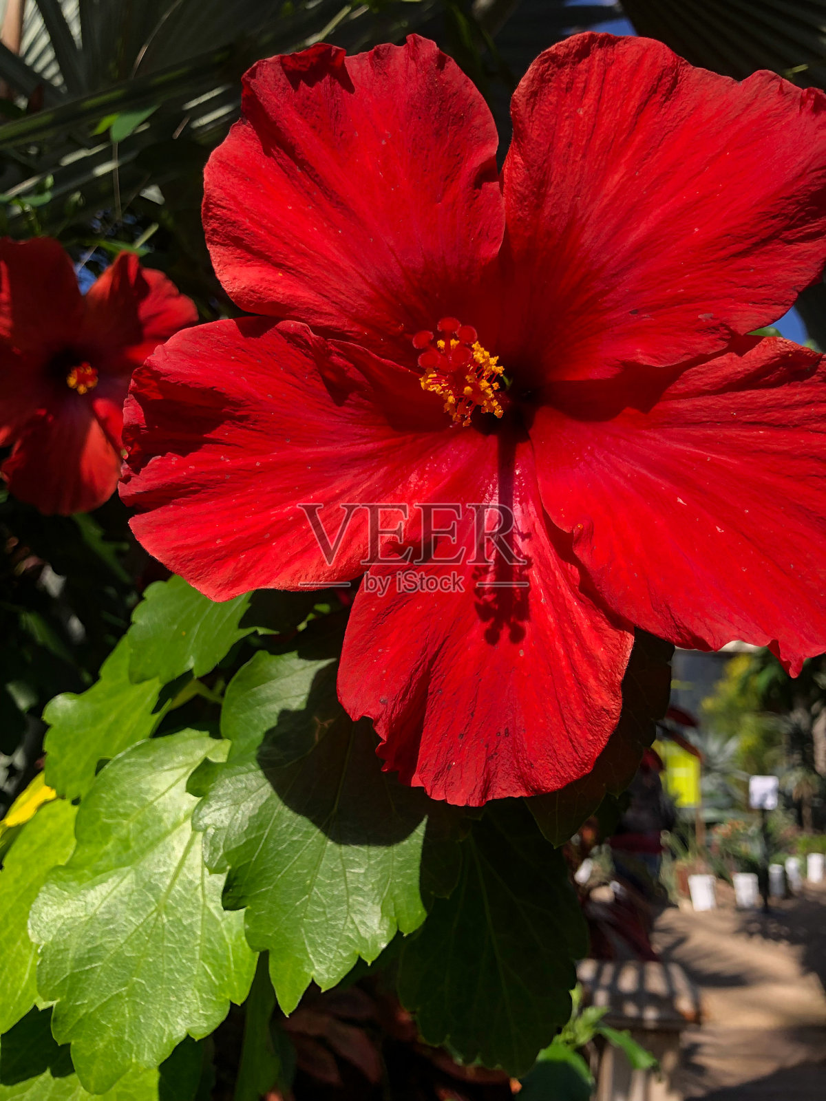 红色的热带花卉和绿色的植物在花园里照片摄影图片