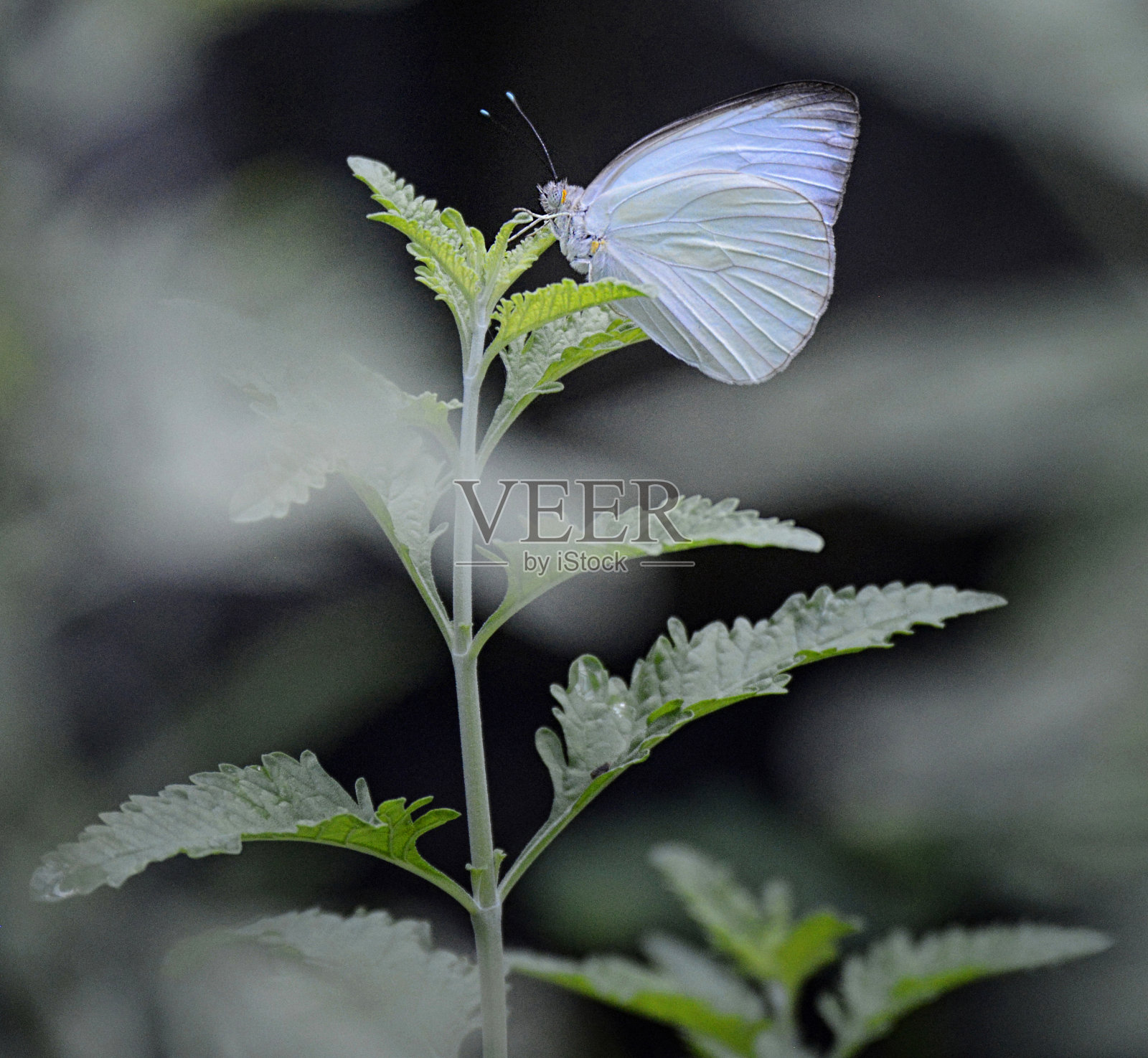 淡蓝色蝴蝶在植物上照片摄影图片
