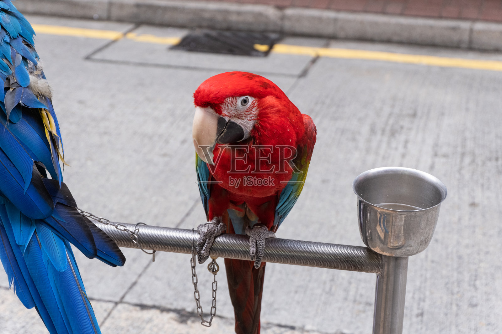 鹦鹉站在鹦鹉架子上照片摄影图片