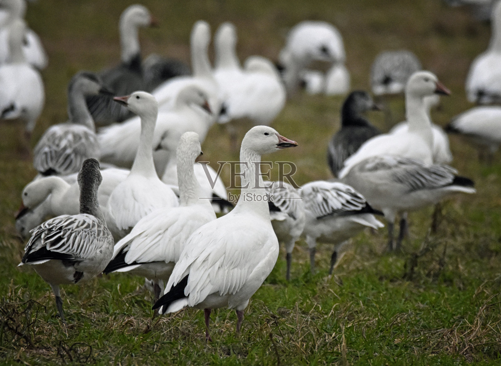雪雁和鸥群站在一起照片摄影图片