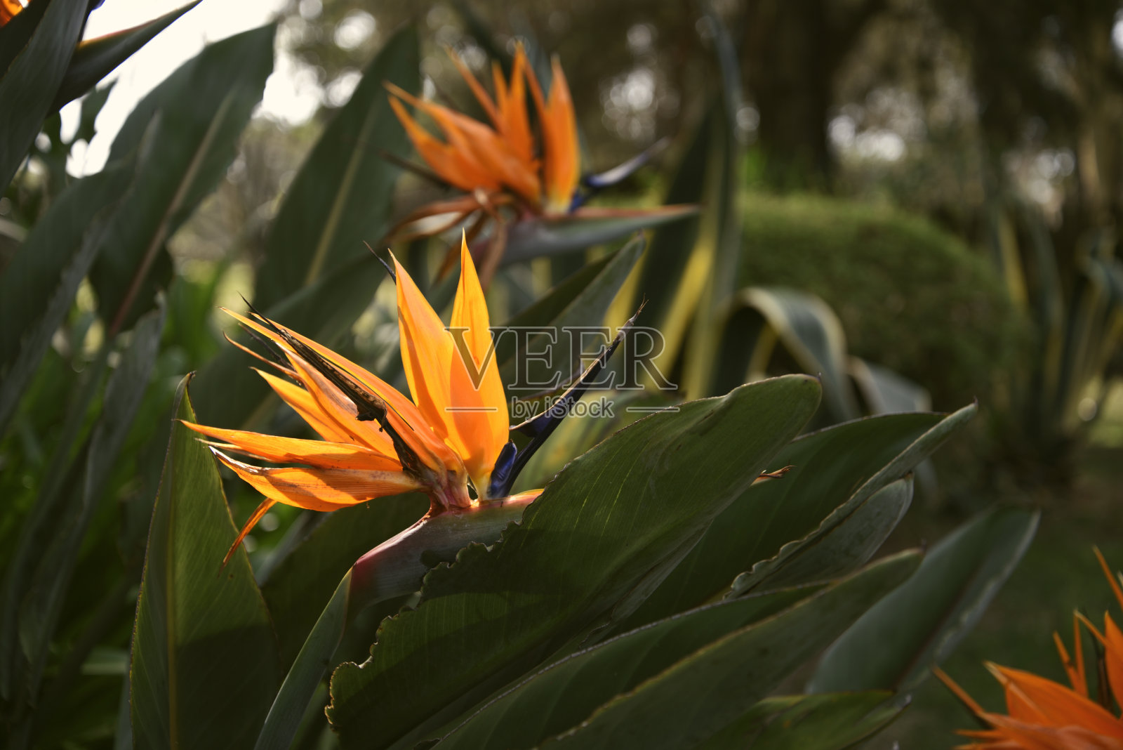 猛禽照片摄影图片