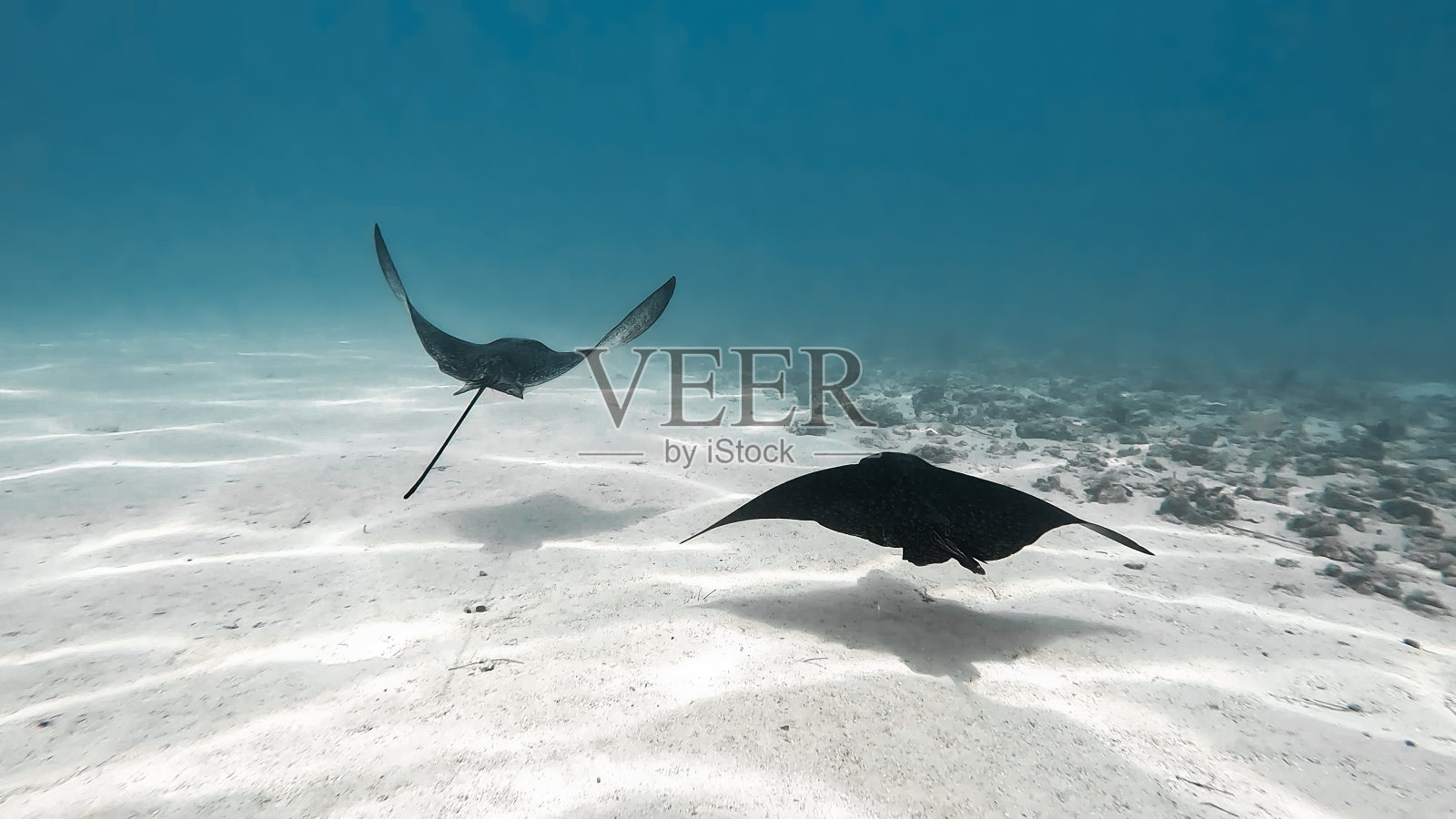 鹰射线照片摄影图片