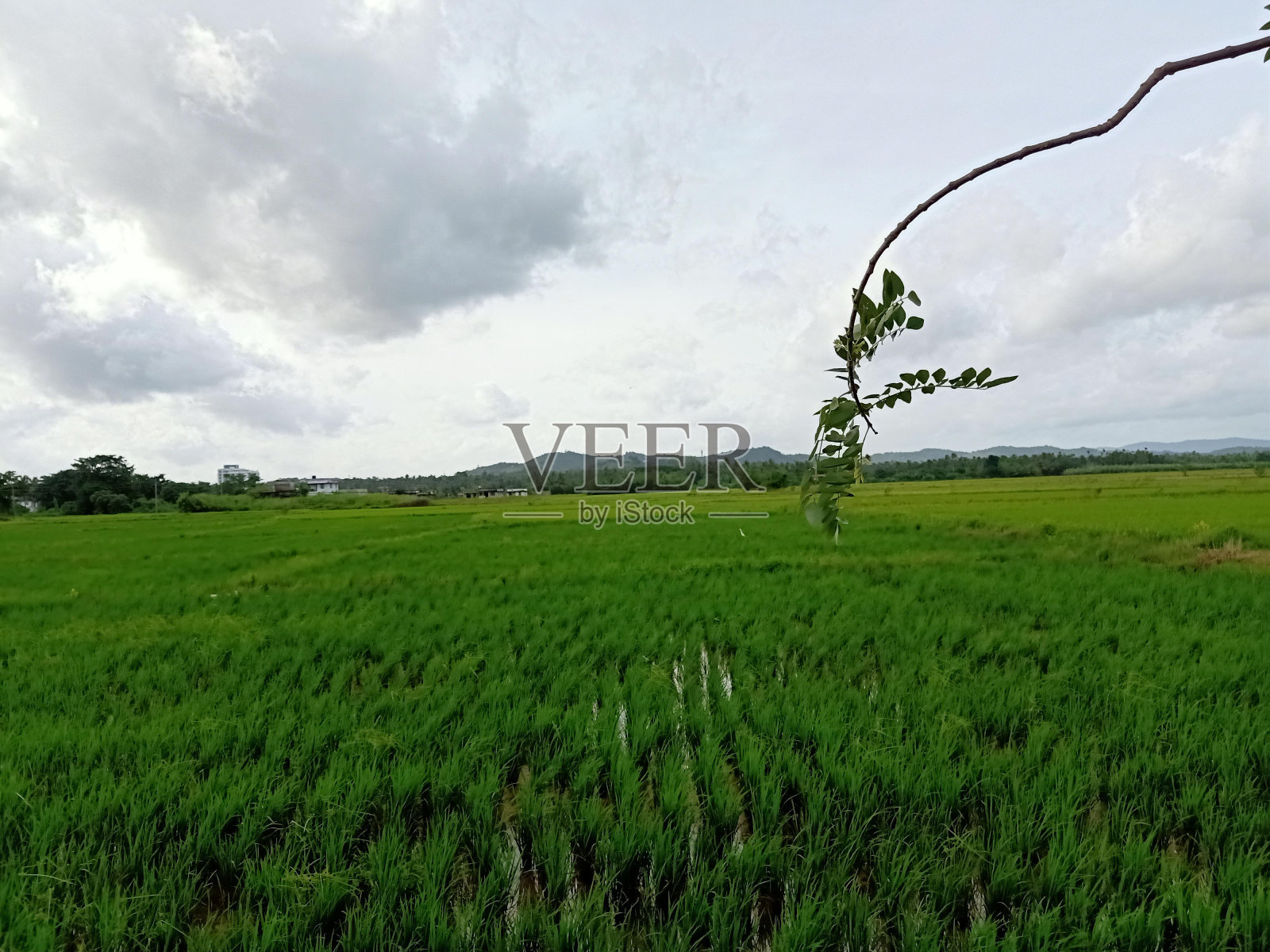 场照片摄影图片