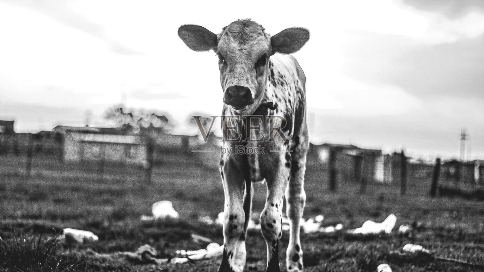 小牛照片摄影图片
