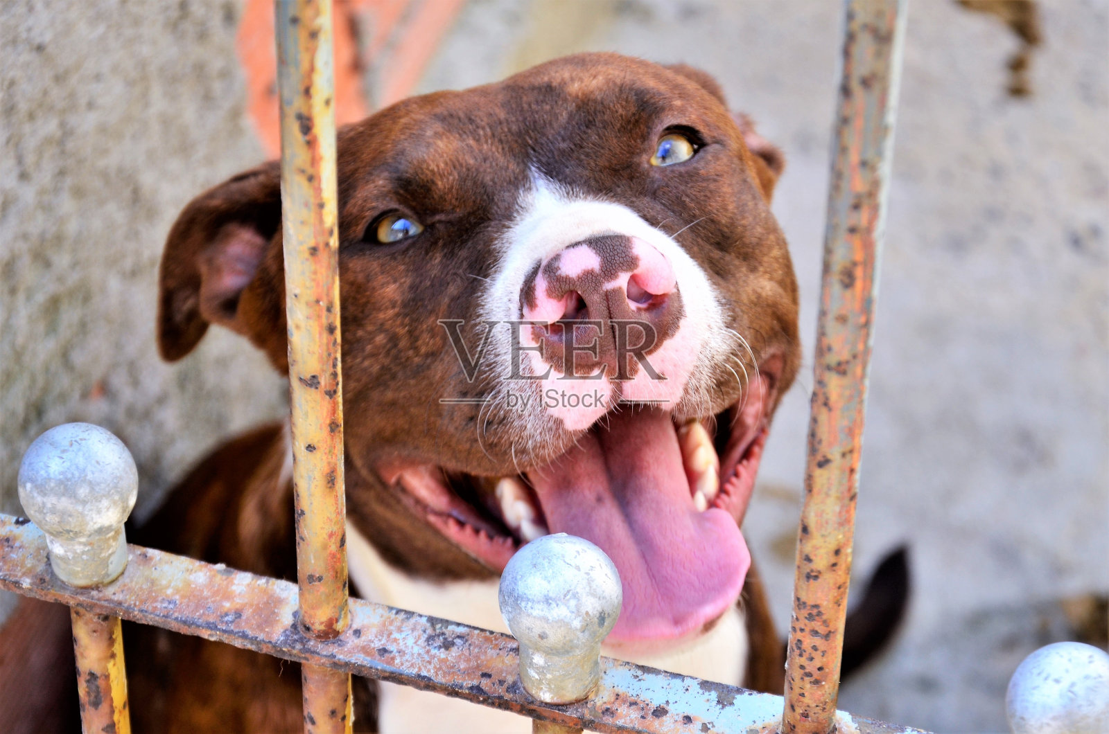 门后是一只美丽的美国比特犬照片摄影图片