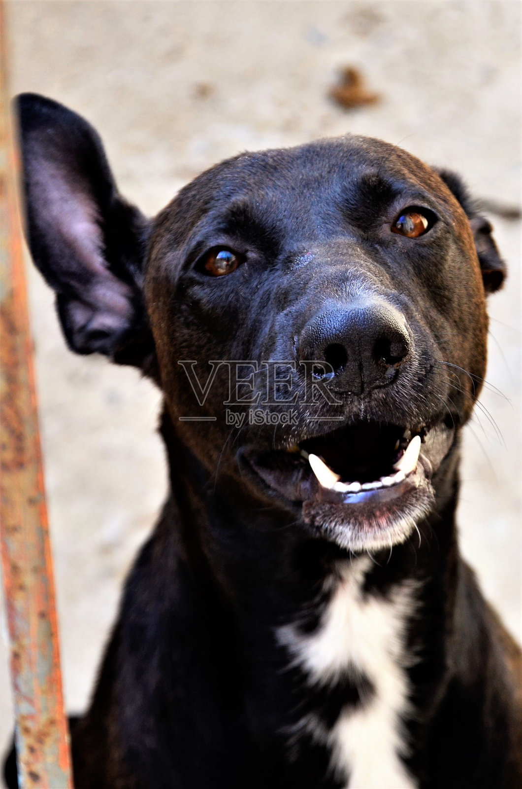 没有明确品种的狗，黑色，站立的耳朵照片摄影图片