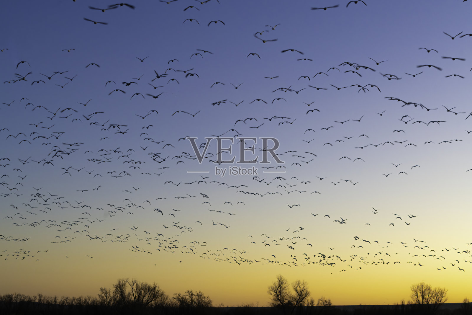 鸟儿在阿帕奇广场上空飞翔照片摄影图片