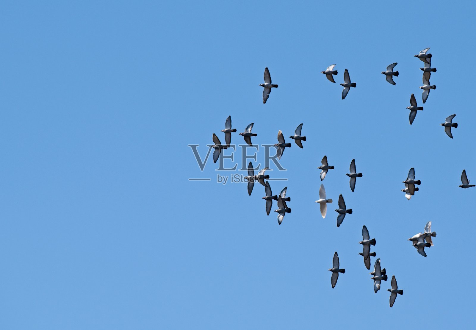 群鸽子照片摄影图片