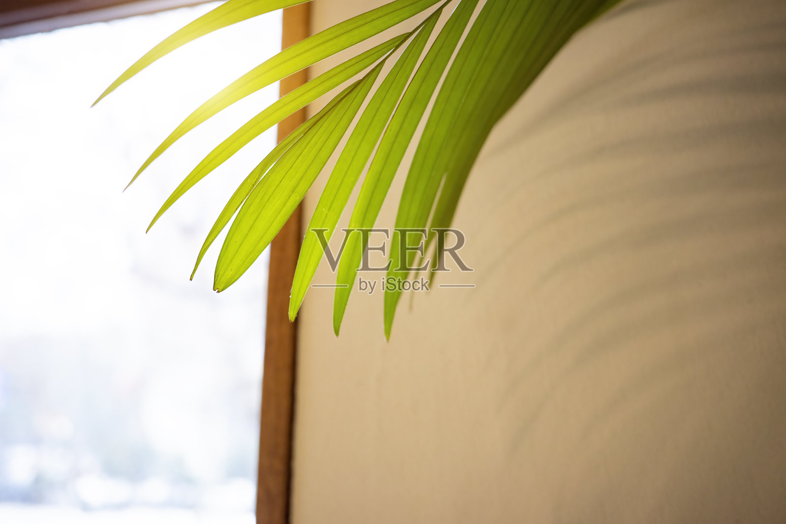 绿叶靠窗照片摄影图片