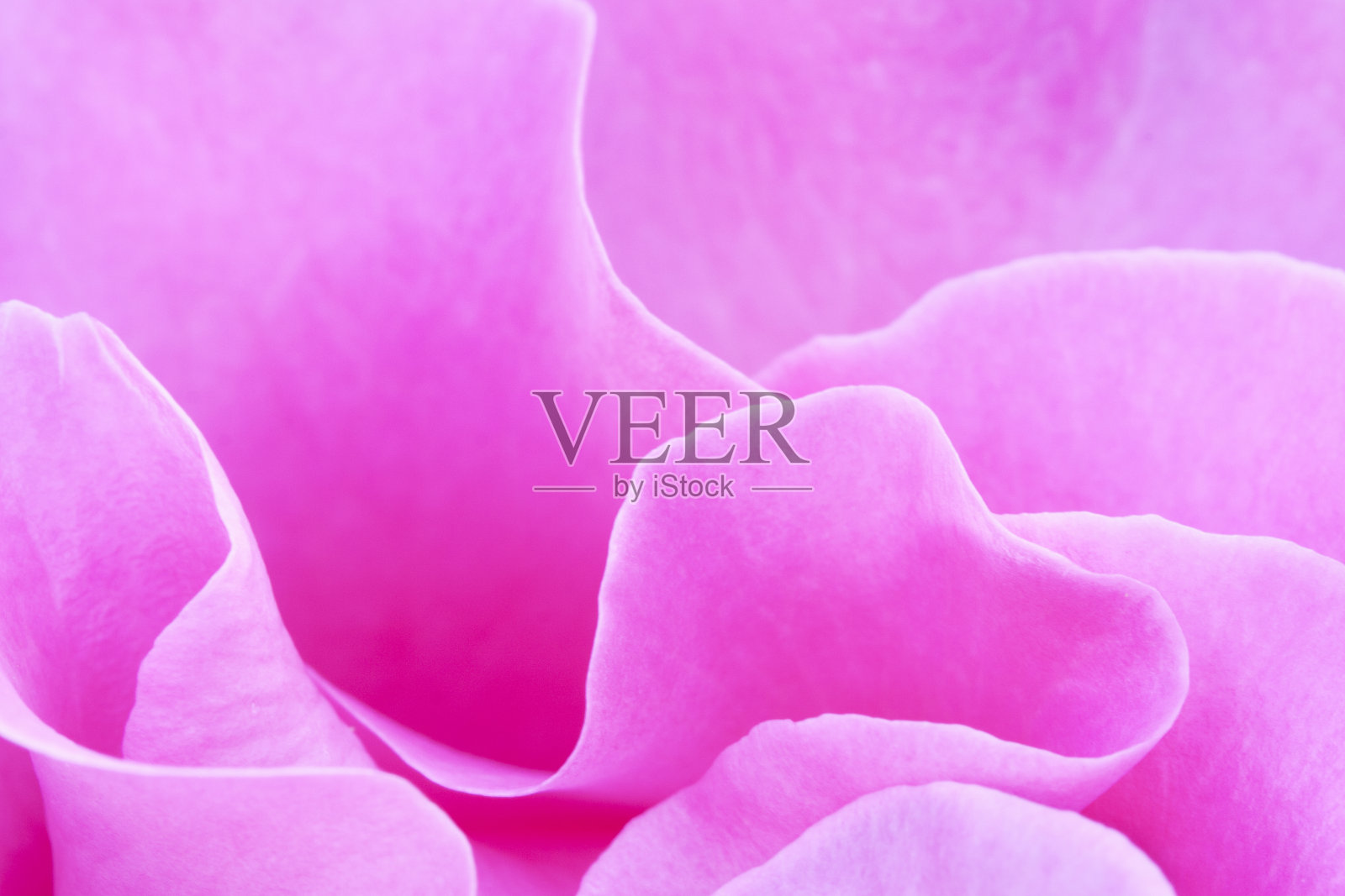 抽象的玫瑰照片摄影图片