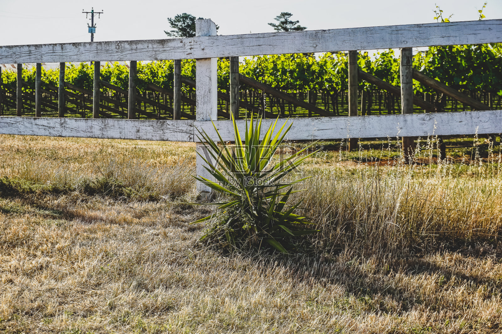 葡萄酒种植园旁的植物。照片摄影图片