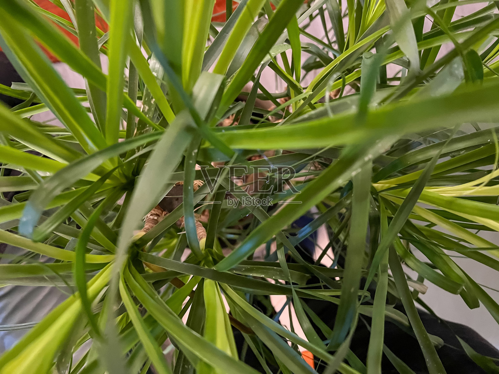 观赏温室里的植物。照片摄影图片