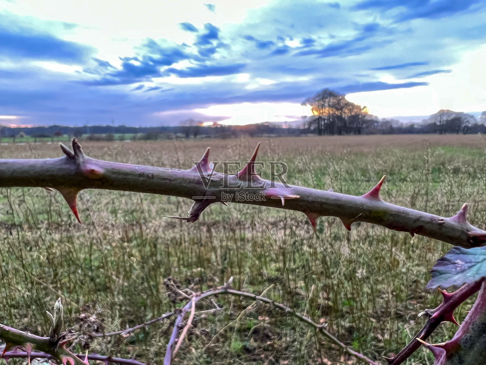 冬天植物的刺有美丽的背景。照片摄影图片