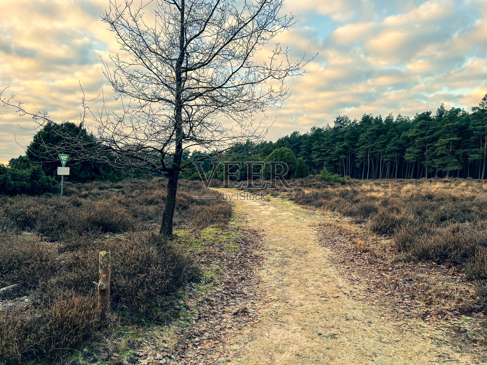在寒冷的冬天，一条穿过石南荒原的小路就在德国一个叫做“林根”的城市旁边。照片摄影图片
