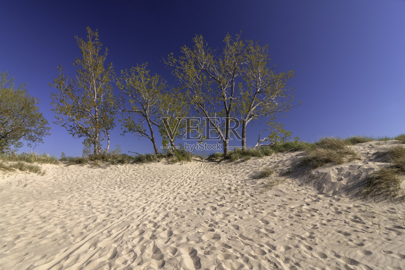 沙丘上的树照片摄影图片