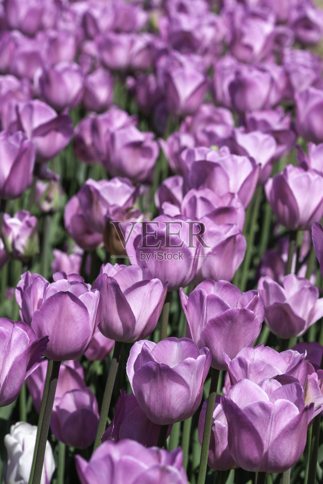 紫色郁金香照片摄影图片