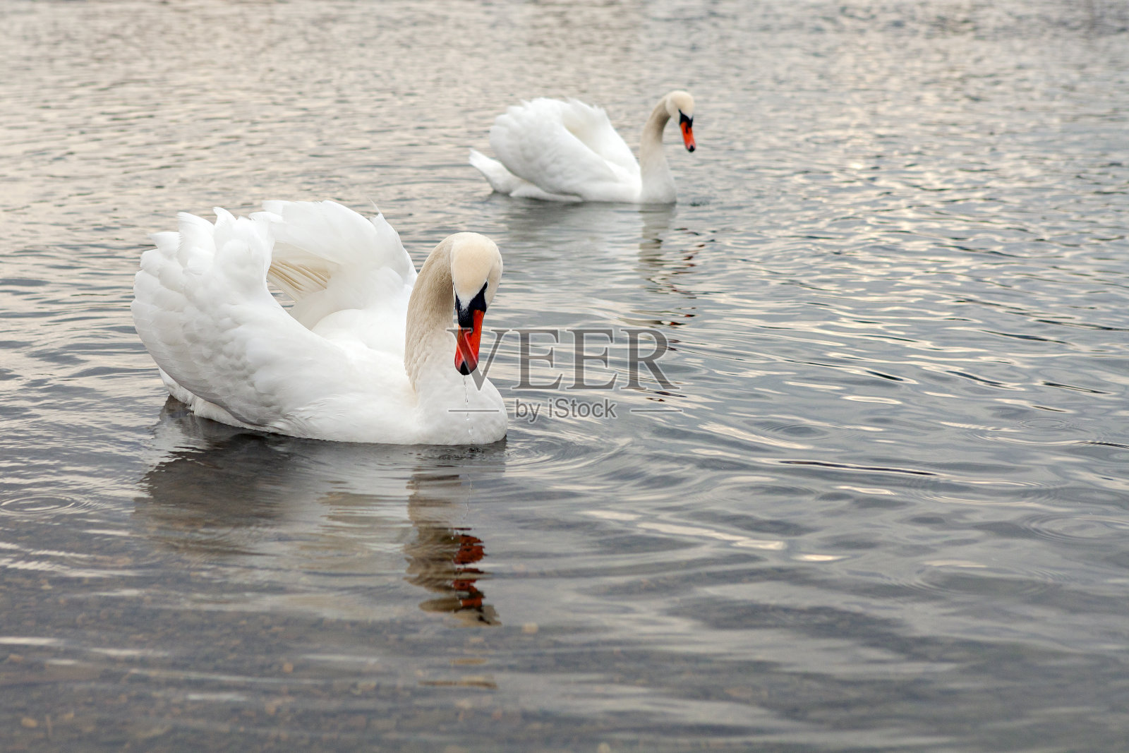 Goryachy Klyuch市附近湖上的白天鹅照片摄影图片