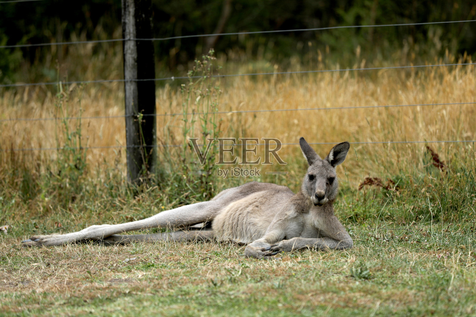 袋鼠在澳大利亚坐着吃草照片摄影图片