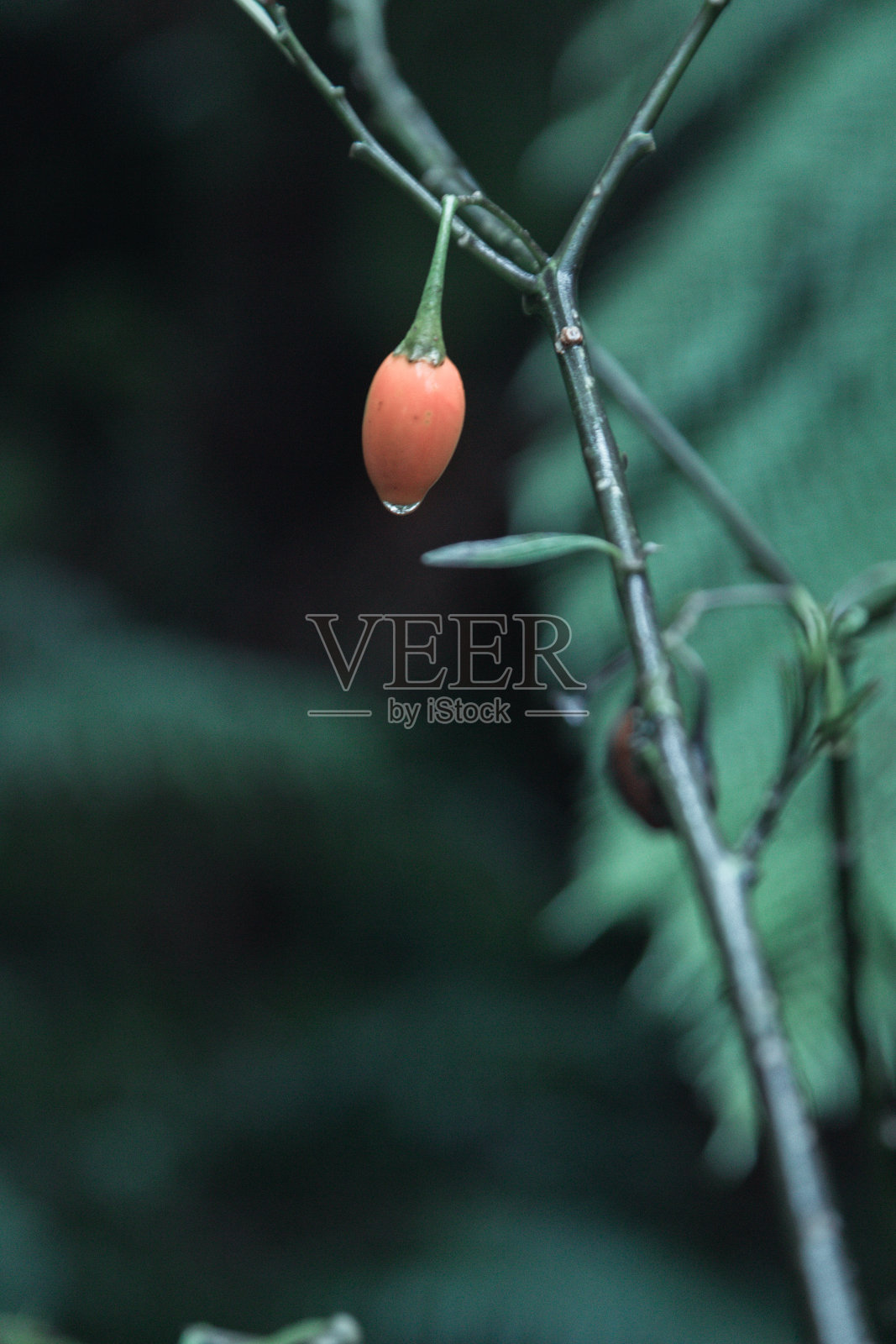 贝尔森林梦系列照片摄影图片