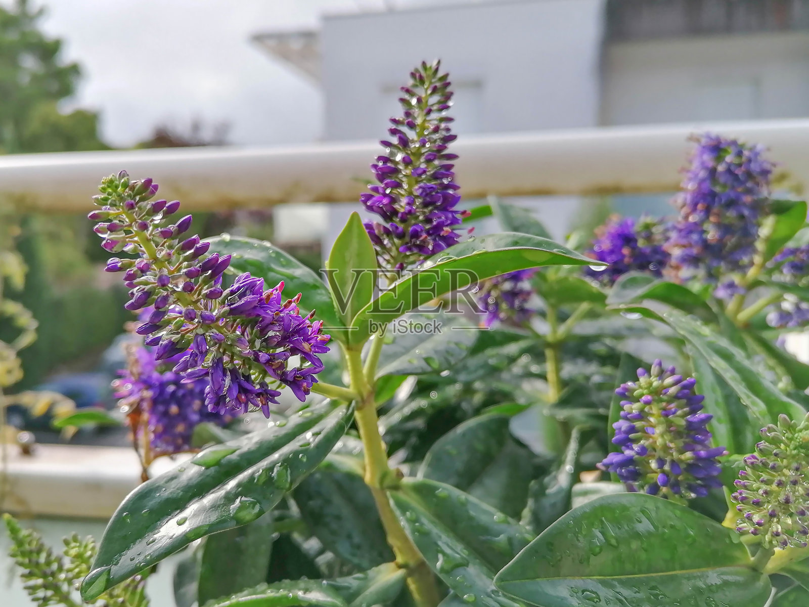 海贝水柳照片摄影图片
